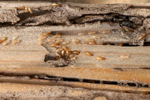 Spencer, TN Pest Control Company